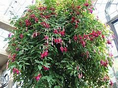 416 Longwood Gardens [2008 August 23]